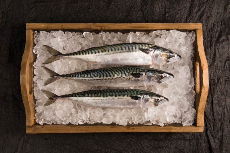 Food Photography of Mackerel Food Photography of Mackerel
