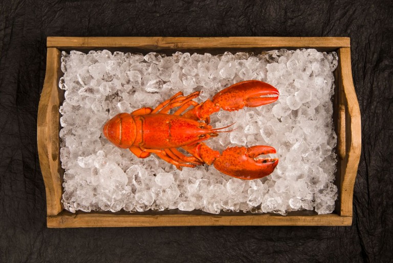 Food Photography of Cooked Lobster Food Photography of Cooked Lobster